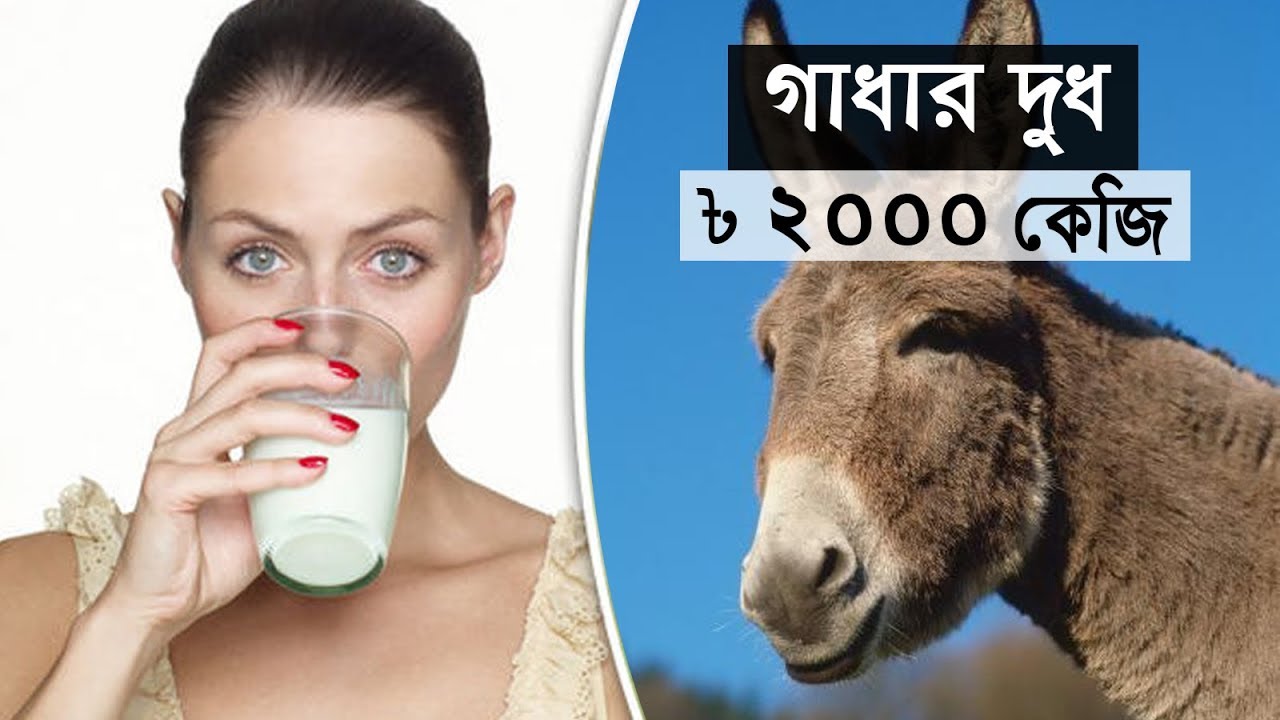 অবাক হবেন গাধার দুধের উপকারিতা জানলে!! - youtube